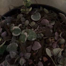 Photo of the plant species Variegated String of Hearts by @ExecDogviolet9 named Prince on Greg, the plant care app