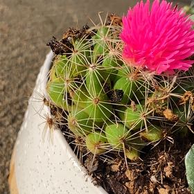 Photo of the plant species Big Needle Cactus by @BigCapemay7 named Girlfrond on Greg, the plant care app