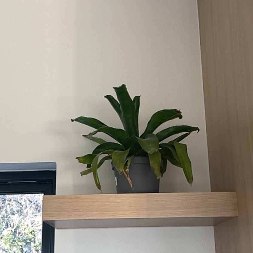 Photo of the plant species Assorted Bromeliad by @GallantAnise64 named Gates on Greg, the plant care app