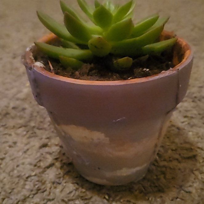 Photo of the plant species Tacisedum 'Spring Glow' by @DandyBaytree43 named Terra on Greg, the plant care app