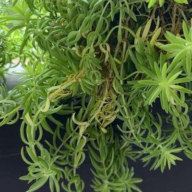 Photo of the plant species Mexican Stonecrop by @FabSweetbox12 named Gomez on Greg, the plant care app