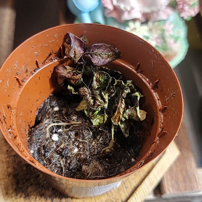 Photo of the plant species Hypoestes 'Red' by @TutorAlmond3 named Dolores on Greg, the plant care app