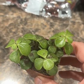 Photo of the plant species Acorn Peperomia by @WinChilli24 named Fernie Saunders on Greg, the plant care app