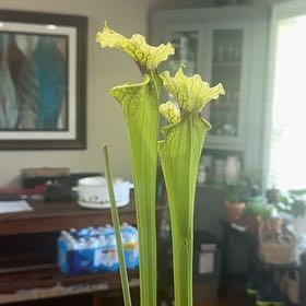 Photo of the plant species Yellow Pitcher Plant by @WinChilli24 named Terra on Greg, the plant care app