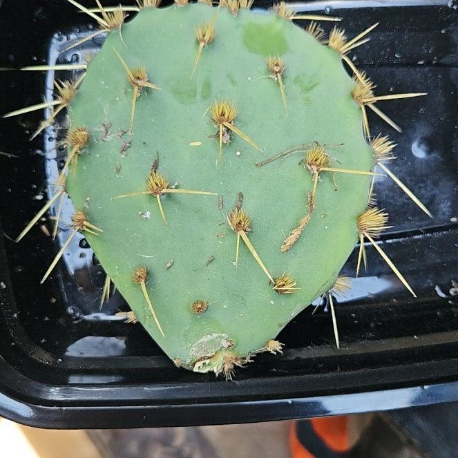 Photo of the plant species Coastal Pricklypear by @BatCactus2025 named Topp (Top Shelf) on Greg, the plant care app