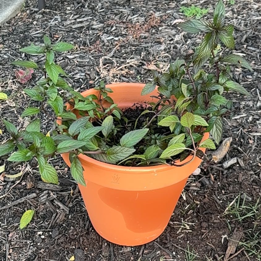 Photo of the plant species Peppermint by @LargeCowbane70 named Kendall on Greg, the plant care app