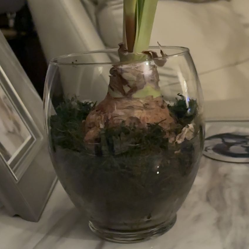 Photo of the plant species Amaryllis by @SportTagetes22 named Michelle Branch on Greg, the plant care app