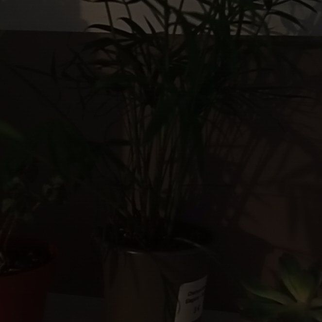 Photo of the plant species Varigated Parlour Palm by @YesOrpine54 named Doja Cat on Greg, the plant care app