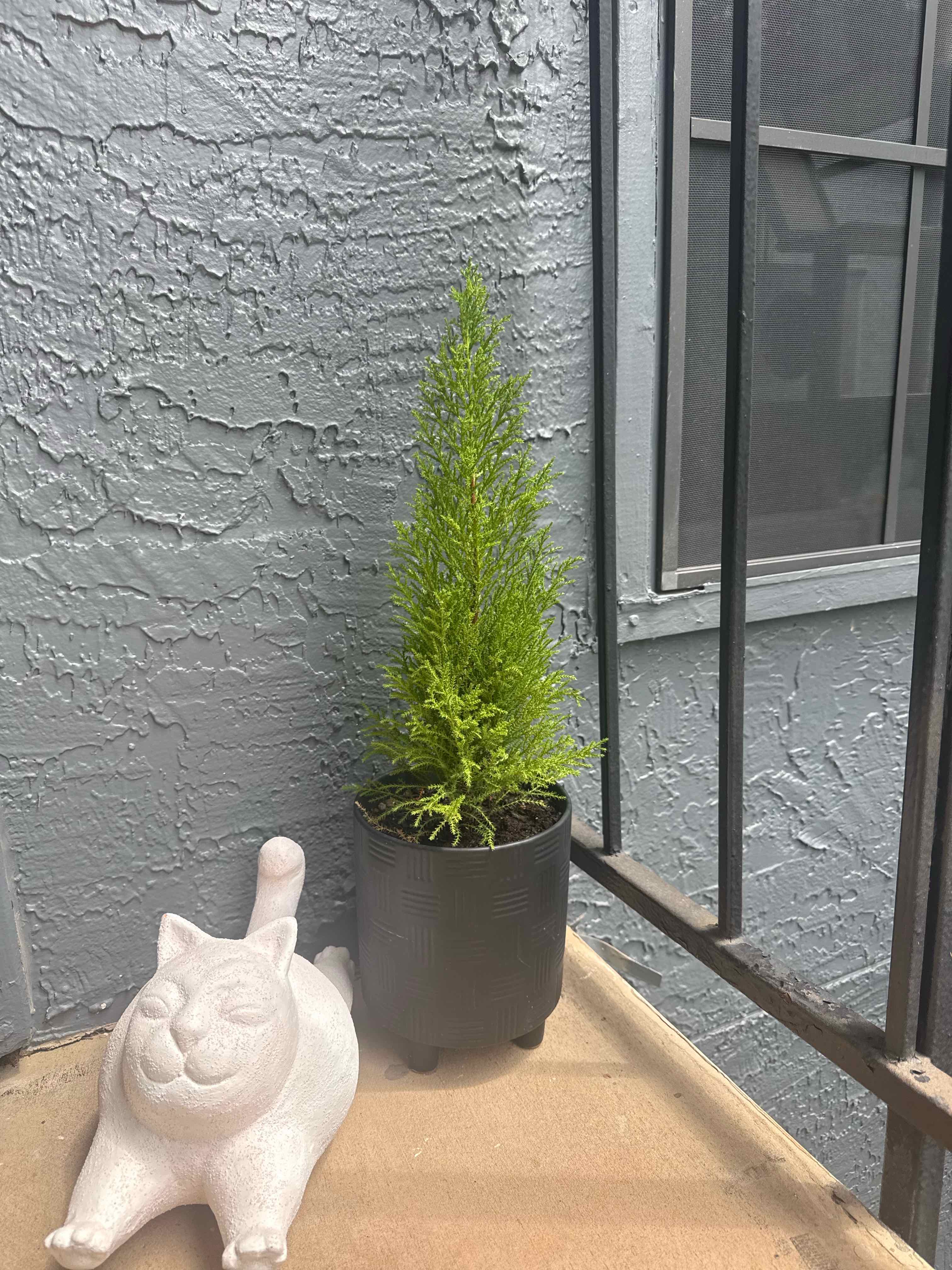 Photo of the plant species Lemon Cypress by @ActualKūmarahou named Oscar on Greg, the plant care app