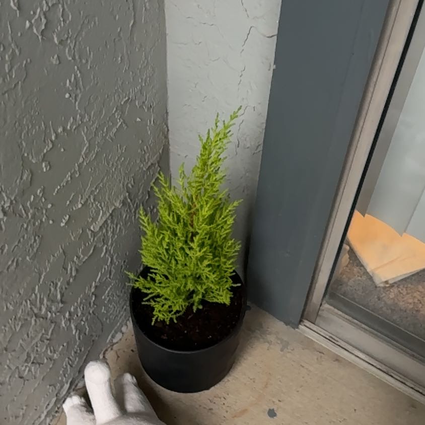 Photo of the plant species Lemon Cypress by @ActualKūmarahou named Oscar on Greg, the plant care app