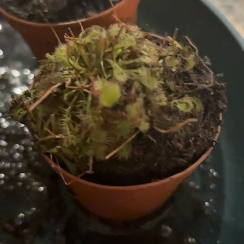 Photo of the plant species Common Bladder Moss by @PotentPeony73 named Sproutacus on Greg, the plant care app