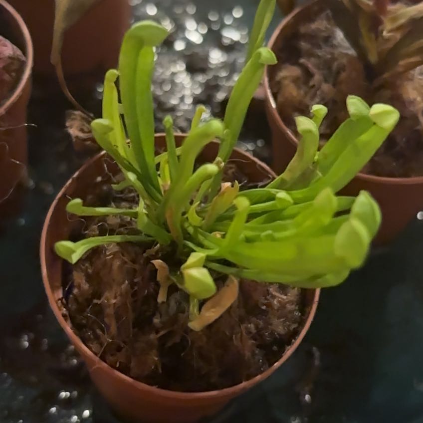 Photo of the plant species Lida's Cobra Lily by @PotentPeony73 named Bruce Lee on Greg, the plant care app