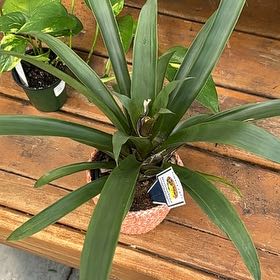 Photo of the plant species Bromeliad by @HonoredBarley61 named Pax on Greg, the plant care app