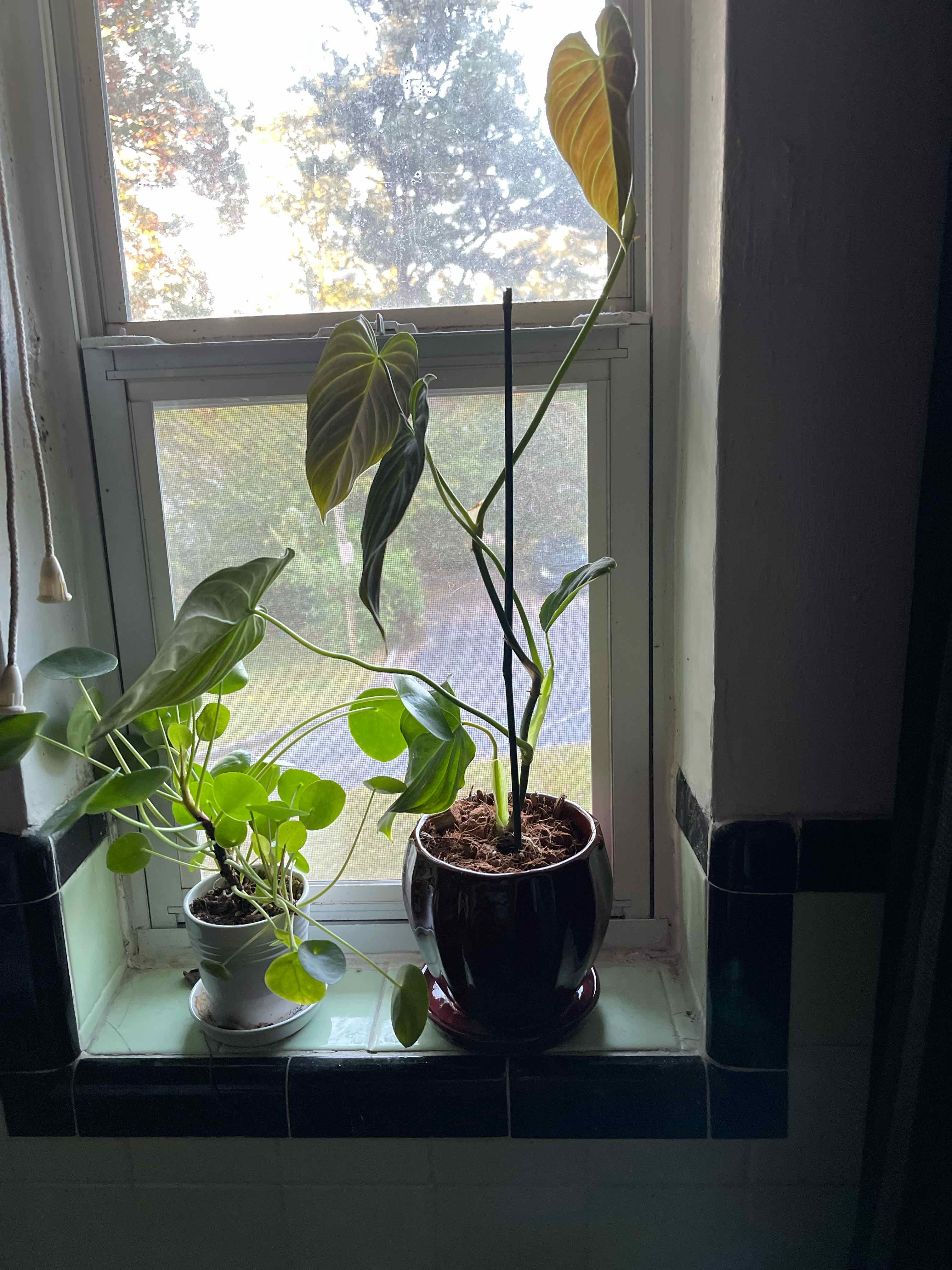 Philodendron melanochrysum x verrucosum plant with some yellowing leaves on a windowsill.