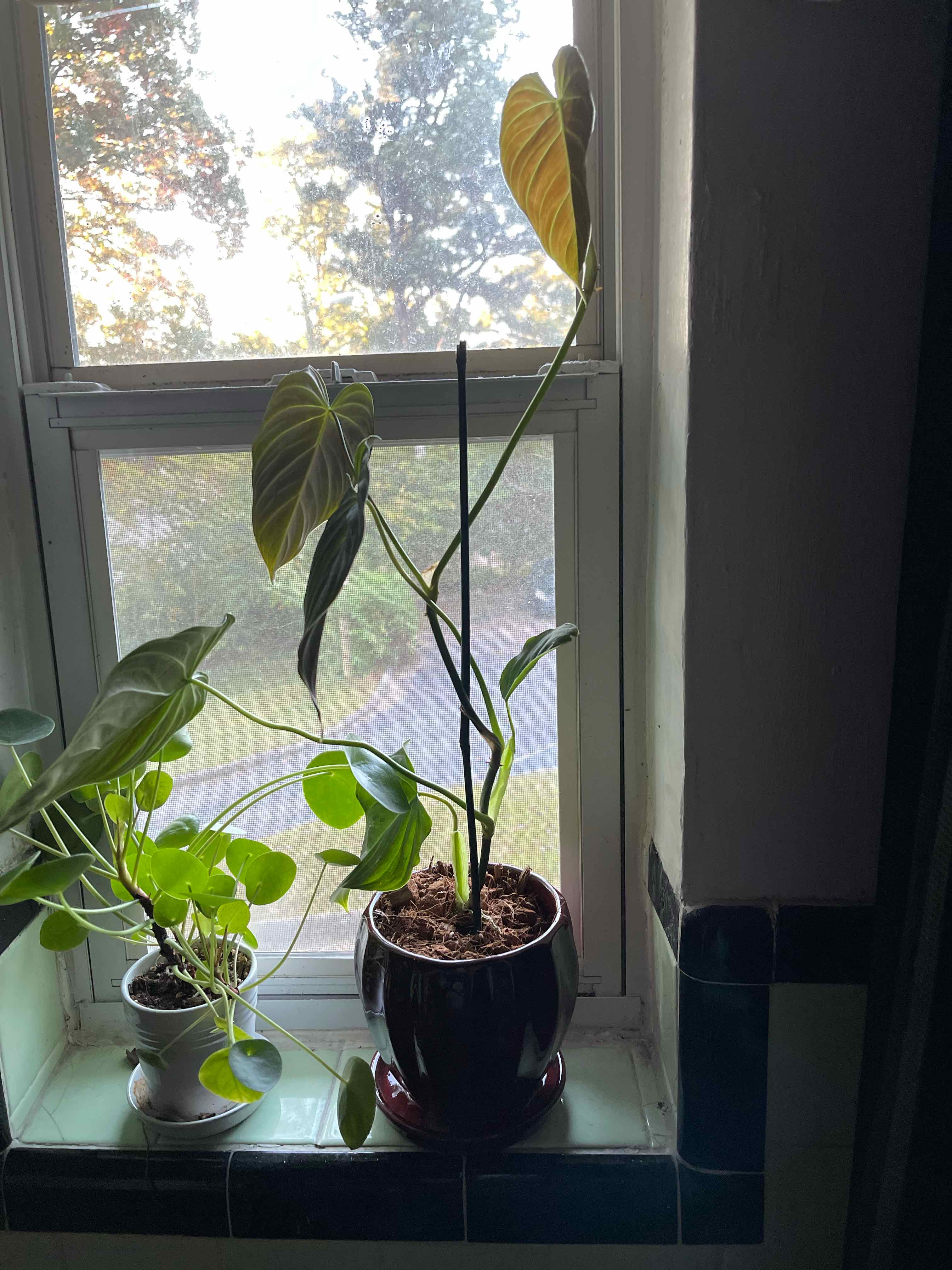 Philodendron melanochrysum x verrucosum plant on a windowsill with some yellowing leaves.