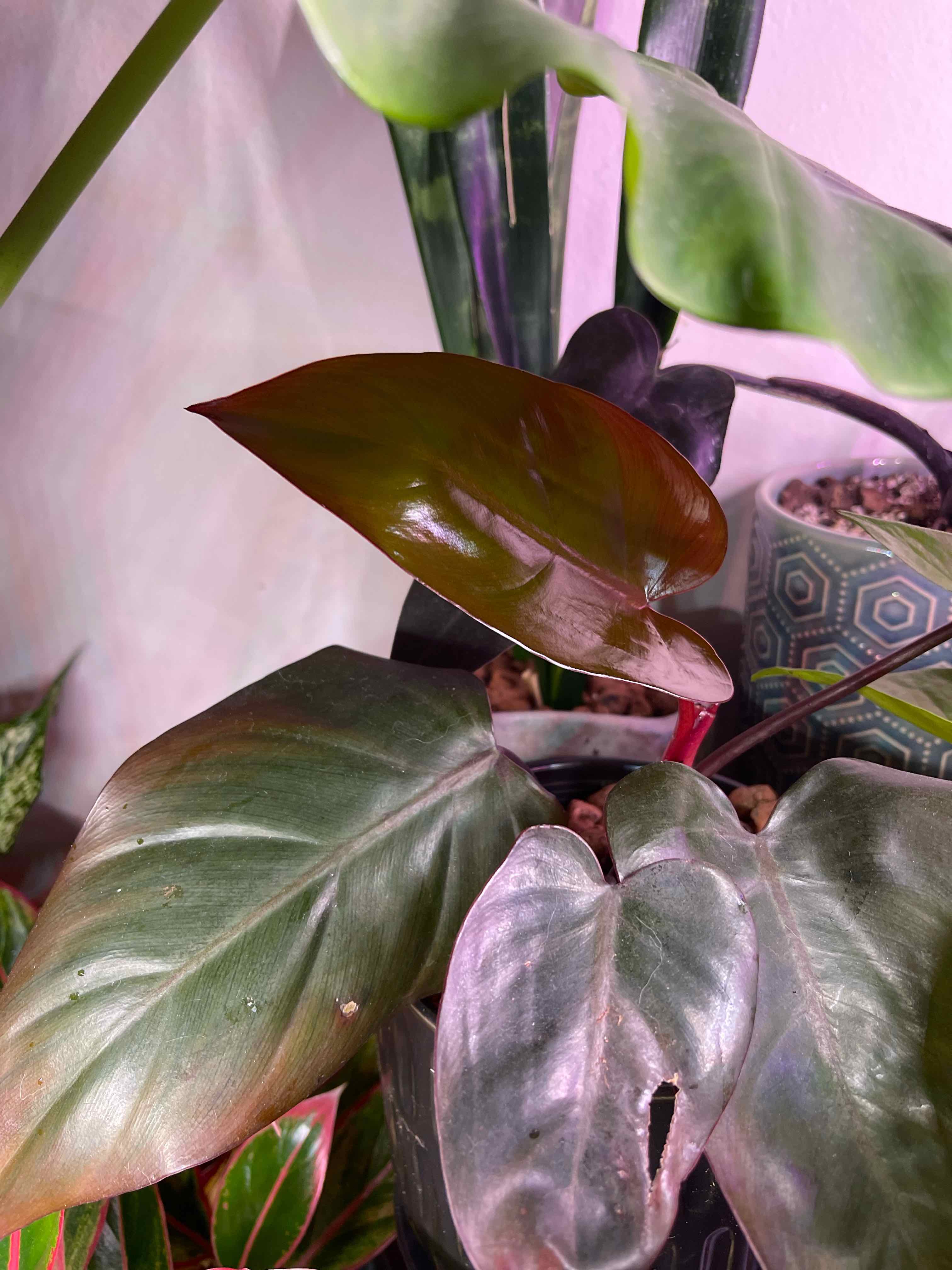 Philodendron Dark Lord plant with healthy leaves and visible soil in a pot.