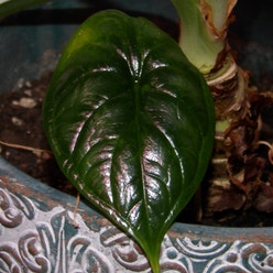 Silver Dragon plant