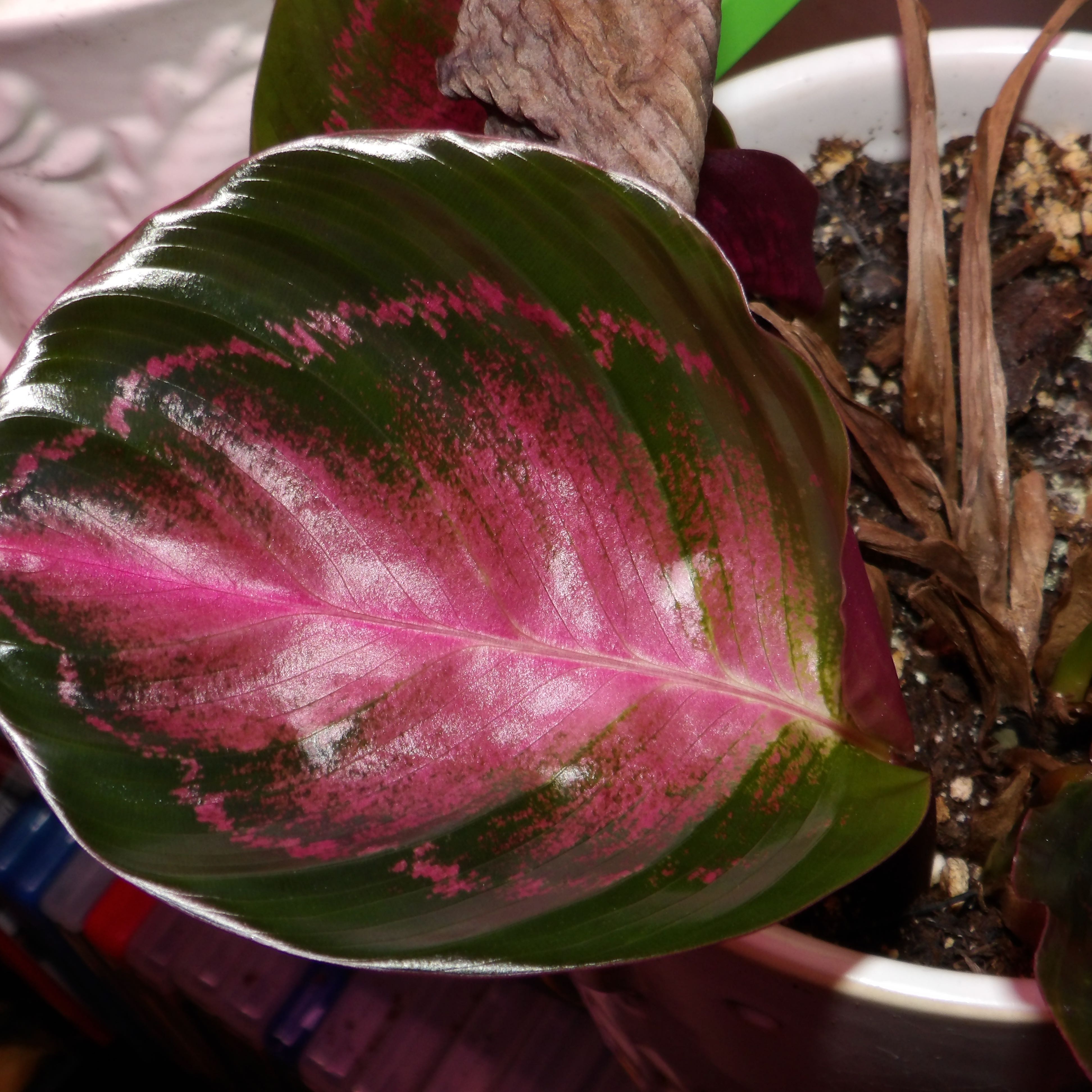 Photo of the plant species crimson rose calathea by @JuJuBeans named Emory on Greg, the plant care app