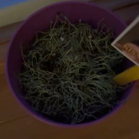 Photo of the plant species Chia by @KeyCoojong42 named Tolkien on Greg, the plant care app