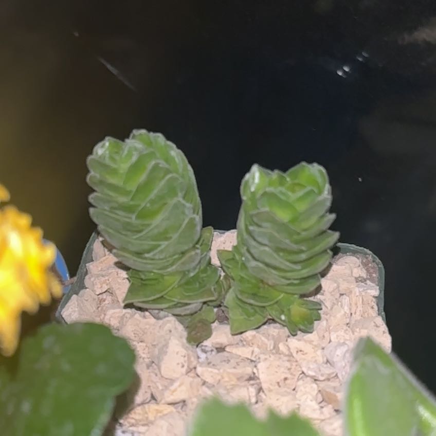 Photo of the plant species Pagoda Mini Jade by @SirSourwood89 named Buddha’s Temple on Greg, the plant care app