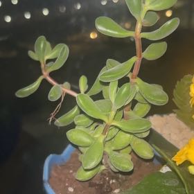 Photo of the plant species Crassula rogersii by @SirSourwood89 named Crassula Rogersii on Greg, the plant care app