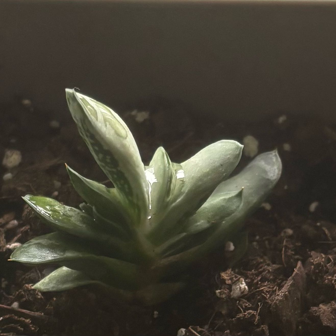 Photo of the plant species Gasteria gracilis by @SirSourwood89 named Gastric Gracilis on Greg, the plant care app