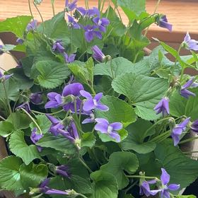 Photo of the plant species Common Blue Violet by @Flalez1 named Sonora on Greg, the plant care app