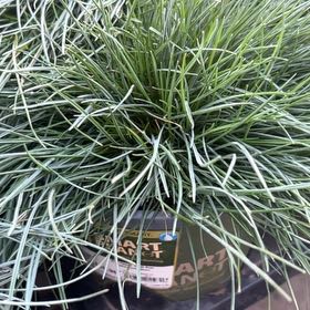 Photo of the plant species Blue Fescue by @ActiveWinika54 named Fernie Mac on Greg, the plant care app