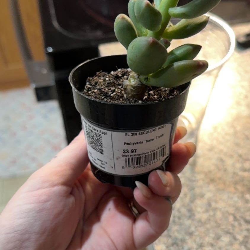 Photo of the plant species Pachyveria 'Royal Flush' by @ZappyRuby0 named Planty on Greg, the plant care app