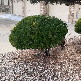 Photo of the plant species beach cabbage by @TopPandan18 named Orlando Bloom on Greg, the plant care app