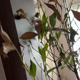 Photo of the plant species Syzygium by @HandyTomato28 named Oscar on Greg, the plant care app