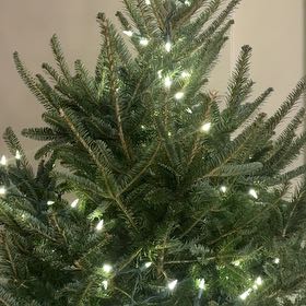 Photo of the plant species Fraser Fir by @FitSeaoats62 named Madonna on Greg, the plant care app