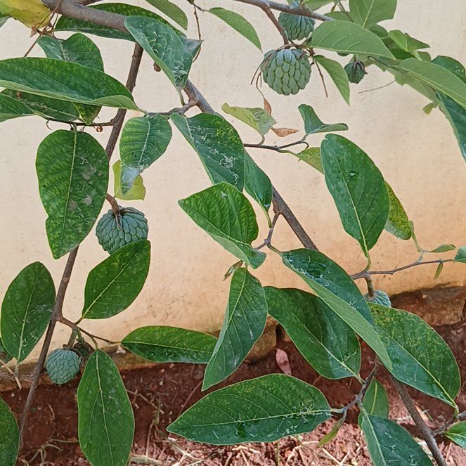 Photo of the plant species Sugar Apple by @FunRedalder2 named Robert Plant on Greg, the plant care app