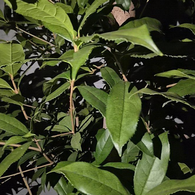 Photo of the plant species Sweet Olive by @AppetentMiro60 named Madonna on Greg, the plant care app