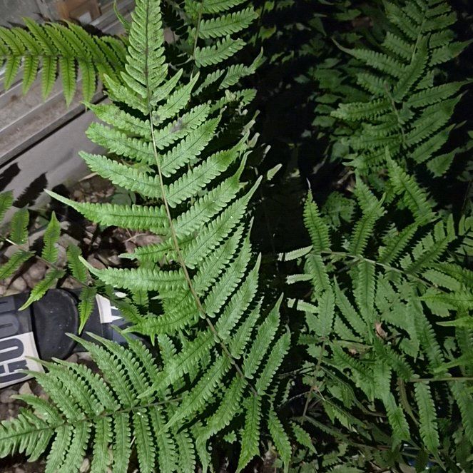 Photo of the plant species Thelypteris Kunthii by @AppetentMiro60 named Delilah on Greg, the plant care app