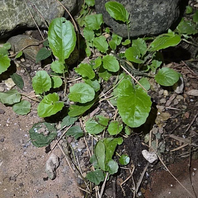 Photo of the plant species Garden Yellow Rocket by @AppetentMiro60 named Robert Plant on Greg, the plant care app