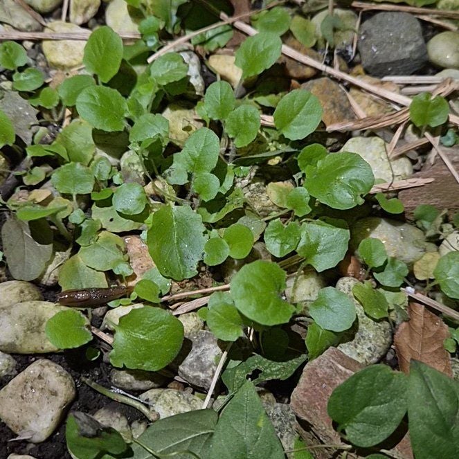 Photo of the plant species Water Cress by @AppetentMiro60 named Marilyn on Greg, the plant care app