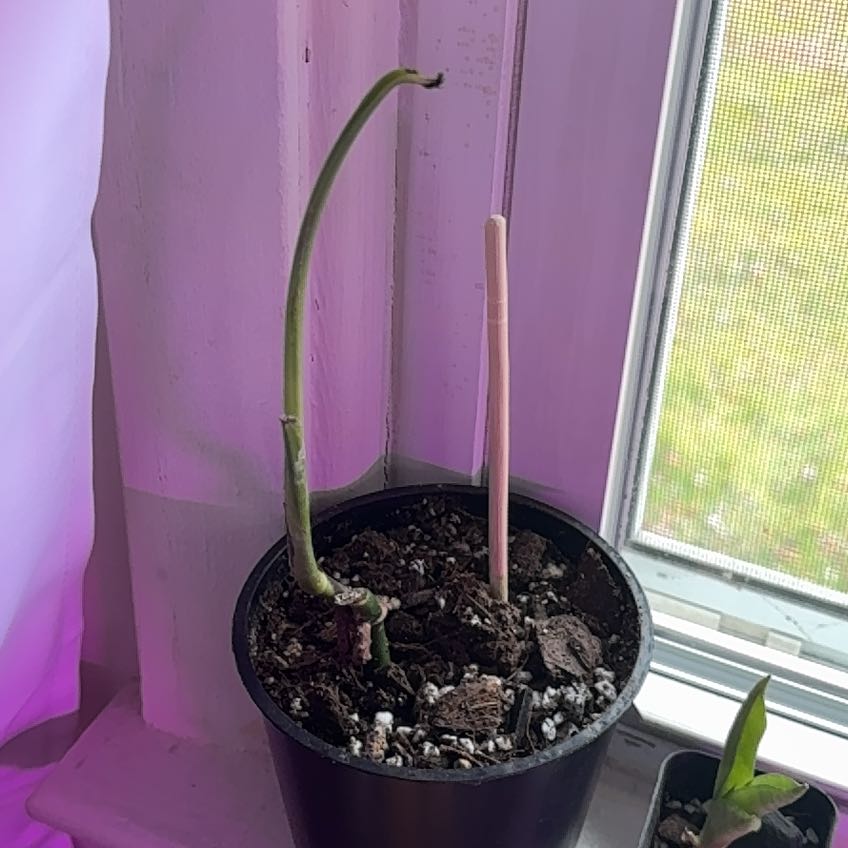Photo of the plant species Swiss Cheese Plant by @AlternateWorm3 named Bigleef Smalls on Greg, the plant care app