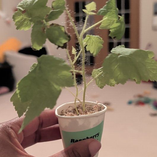 Photo of the plant species Golden Raspberry by @HotPeony85 named Razz on Greg, the plant care app