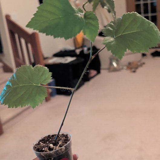 Photo of the plant species Blackberry by @HotPeony85 named Pax on Greg, the plant care app