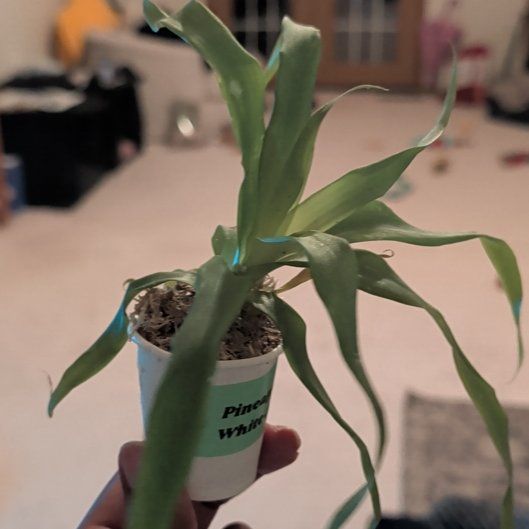 Photo of the plant species White Jade Pineapple by @HotPeony85 named Pen on Greg, the plant care app
