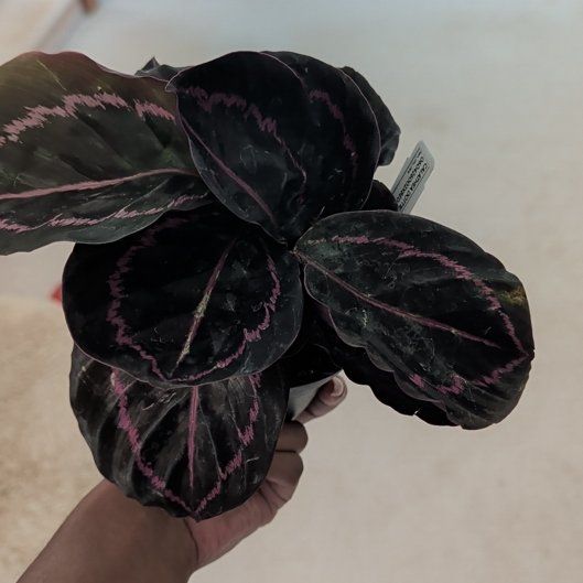 Photo of the plant species Prayer Plant Dottie by @HotPeony85 named Aria on Greg, the plant care app