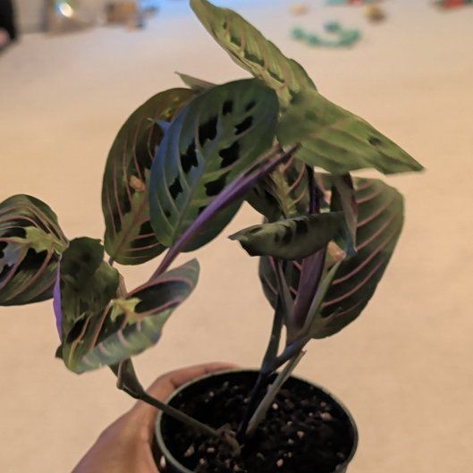 Photo of the plant species Red Calathea by @HotPeony85 named Ruby on Greg, the plant care app
