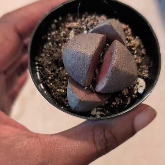 Photo of the plant species Royal Flush Split Rock by @HotPeony85 named Stella on Greg, the plant care app