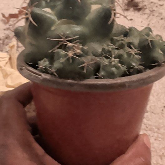 Photo of the plant species Crested Elephant's Tooth by @HotPeony85 named ChloroPhil on Greg, the plant care app