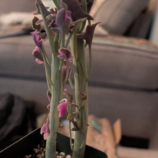 Photo of the plant species Candle Plant by @HotPeony85 named Marilyn on Greg, the plant care app