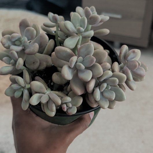 Photo of the plant species Pink Moonstones by @HotPeony85 named Sailor Chibi Moon on Greg, the plant care app