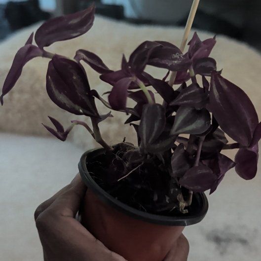 Photo of the plant species Tradescantia Zebrina 'burgundy' by @HotPeony85 named Apollo on Greg, the plant care app
