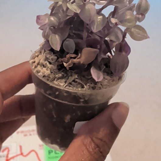 Photo of the plant species Callisia Pink Panther by @HotPeony85 named Pink Panther on Greg, the plant care app