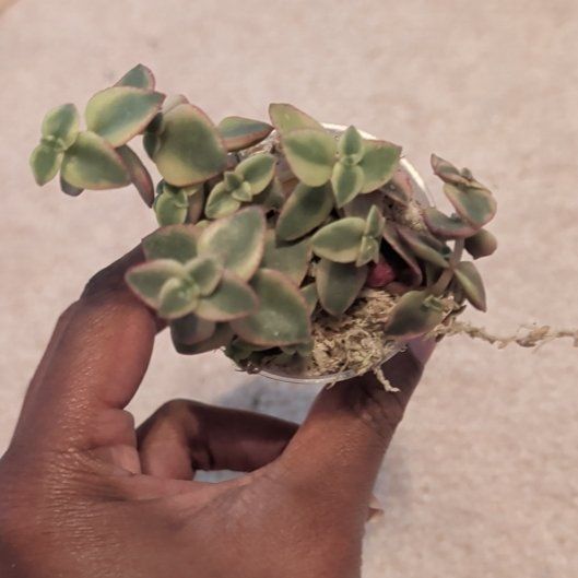 Photo of the plant species Calico Kitten by @HotPeony85 named Nova on Greg, the plant care app